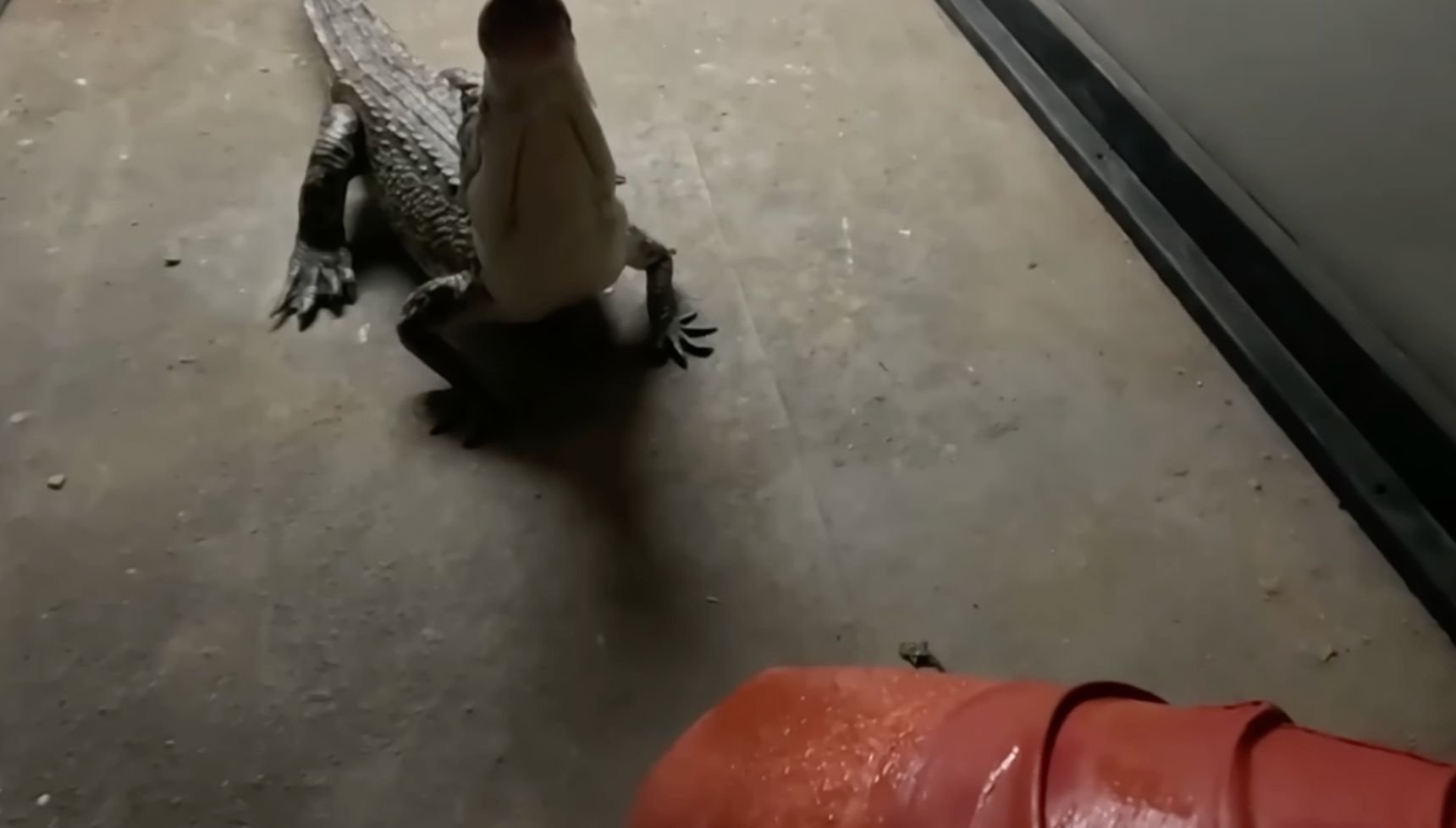 I'm A Celebrity crocodile