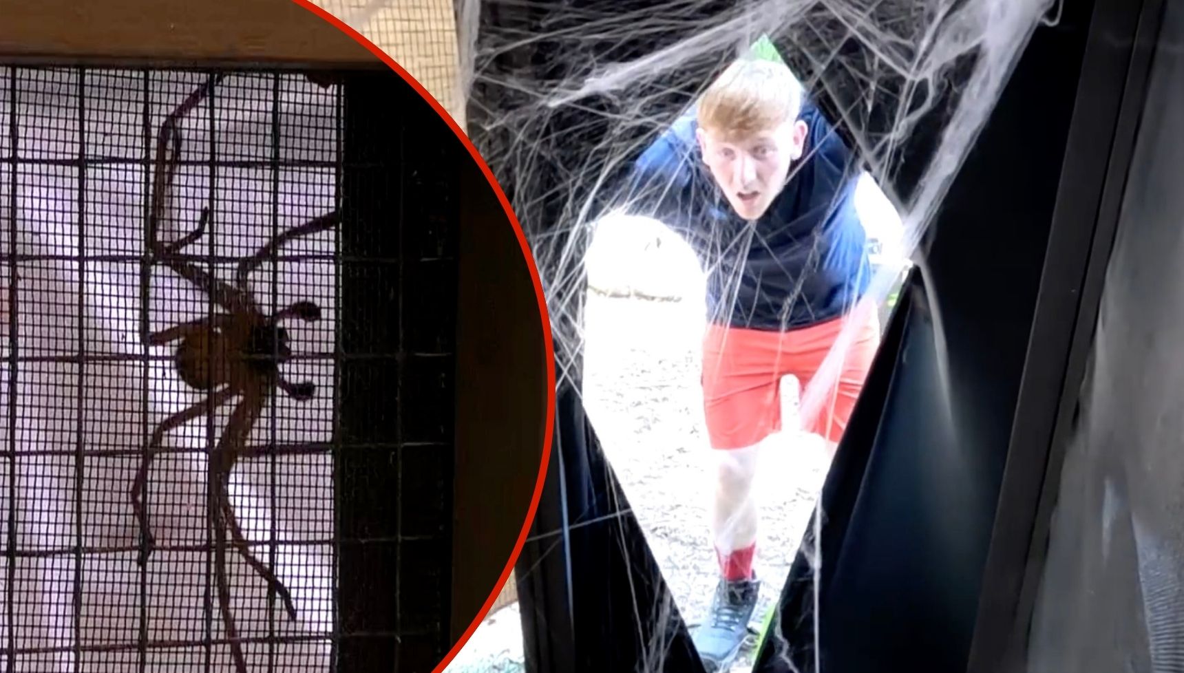 I'm A Celebrity star Angry Ginge faces fears in first look at tonight's Bushtucker Trial