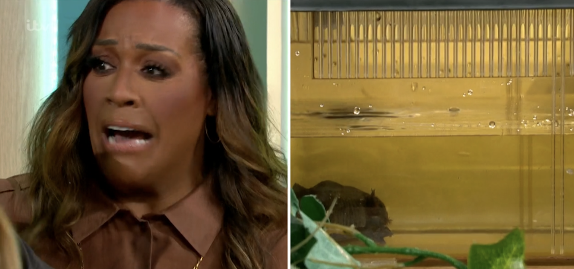 Alison Hammond taking on a Bushtucker Trial on This Morning 
