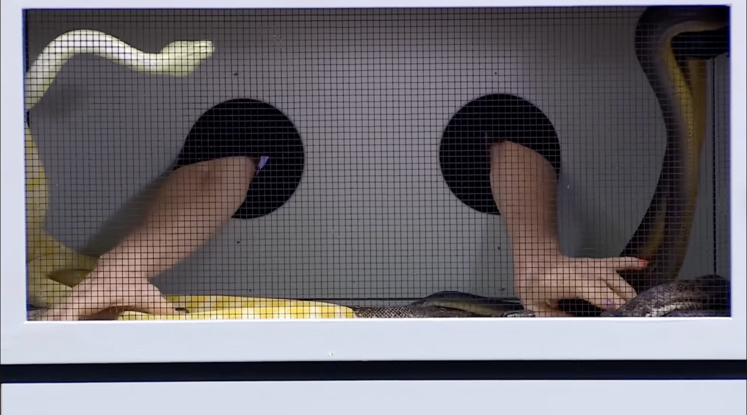 Counting snakes in a box on I'm A Celeb