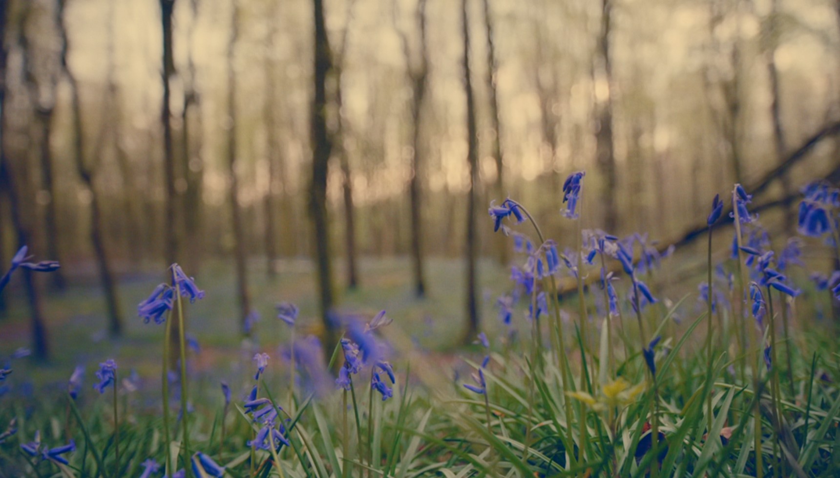 A shot of the Bluebell Woods in Broadchurch, filmed in Hooke Park