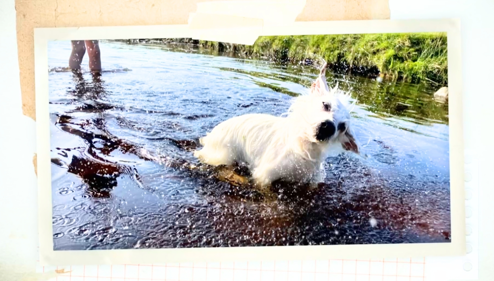 Amanda Owen's dog Chalky